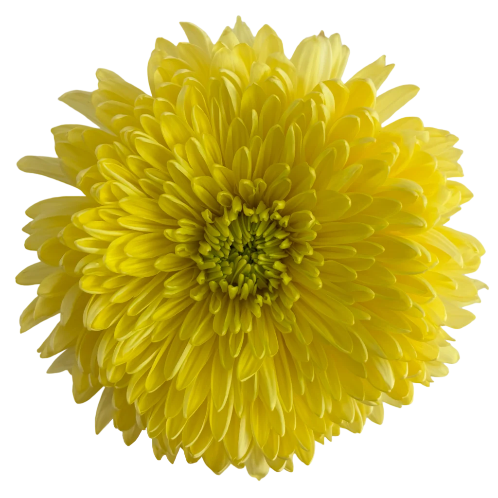 1 chrysanthemum magnum yellow.webp