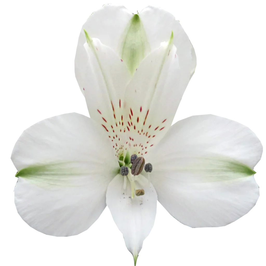 2 alstroemeria supreme white focus.webp
