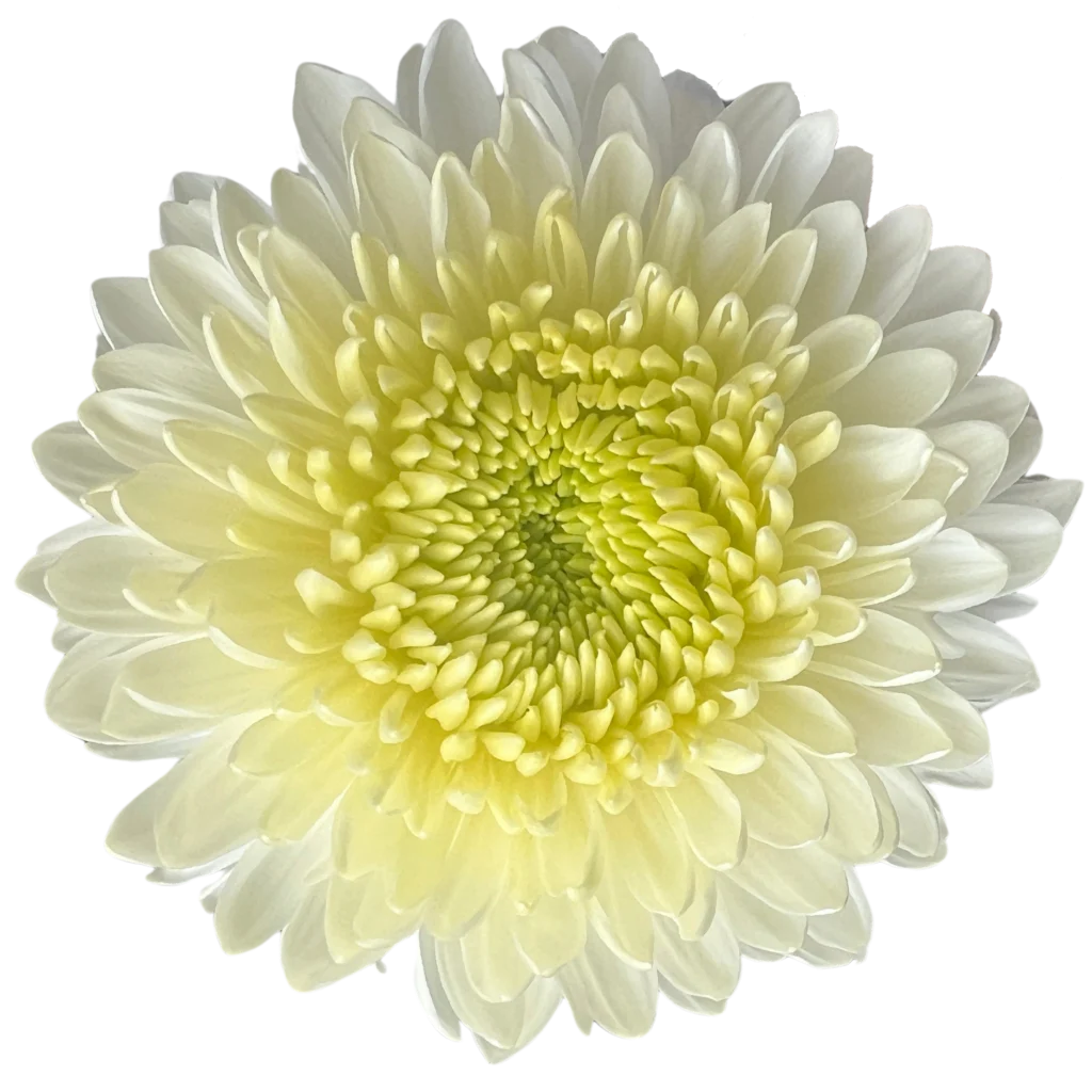 2 chrysanthemum magnum white.webp