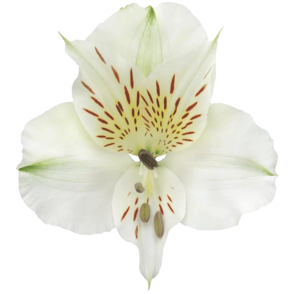3 alstroemeria supreme bounty.webp