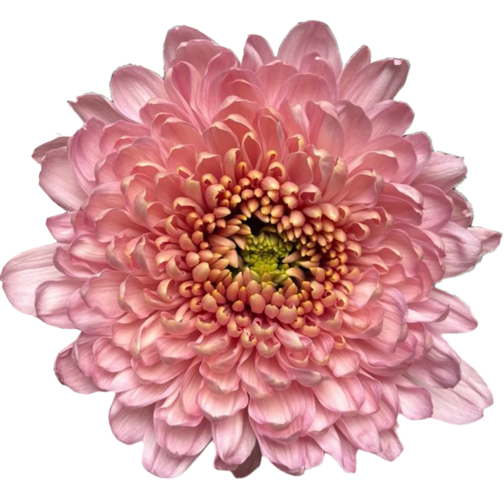 3 chrysanthemum empress pink.webp