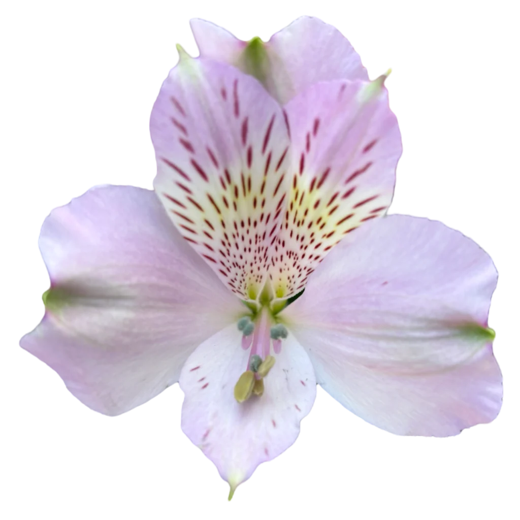 4 alstroemeria supreme pacific.webp