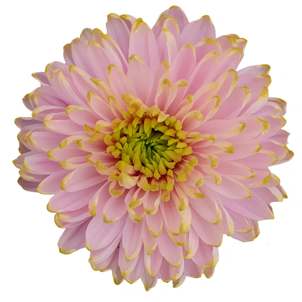 4 chrysanthemum rossano charlote.webp