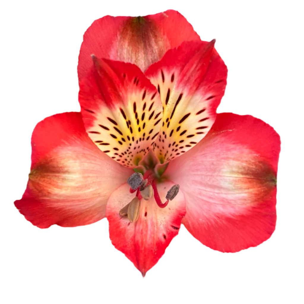 46 strawberry snow.webp