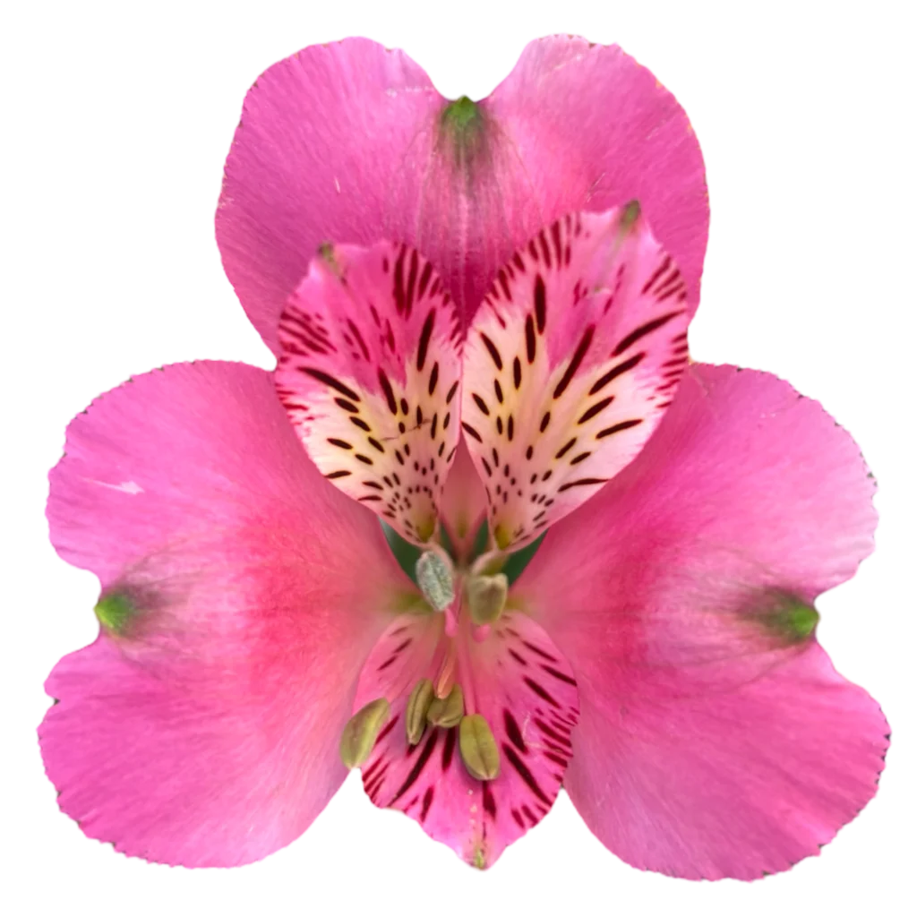 5 alstroemeria supreme stratus.webp