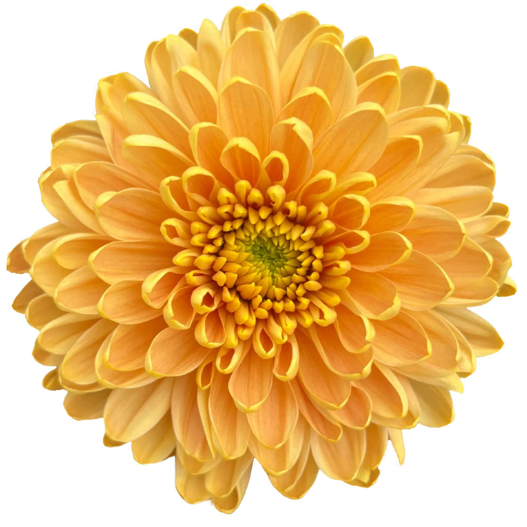 5 chrysanthemum rossano orange.webp