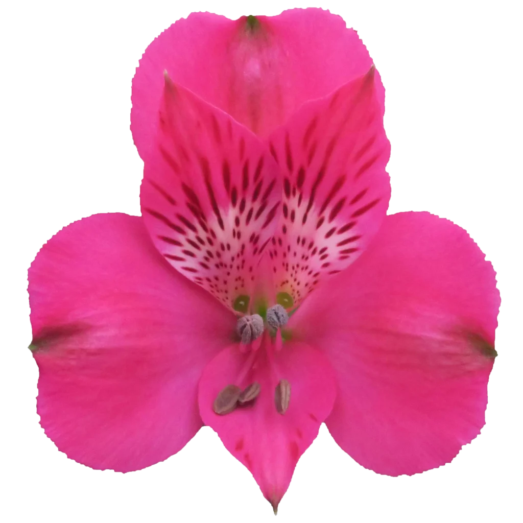 6 alstroemeria supreme melrose.webp