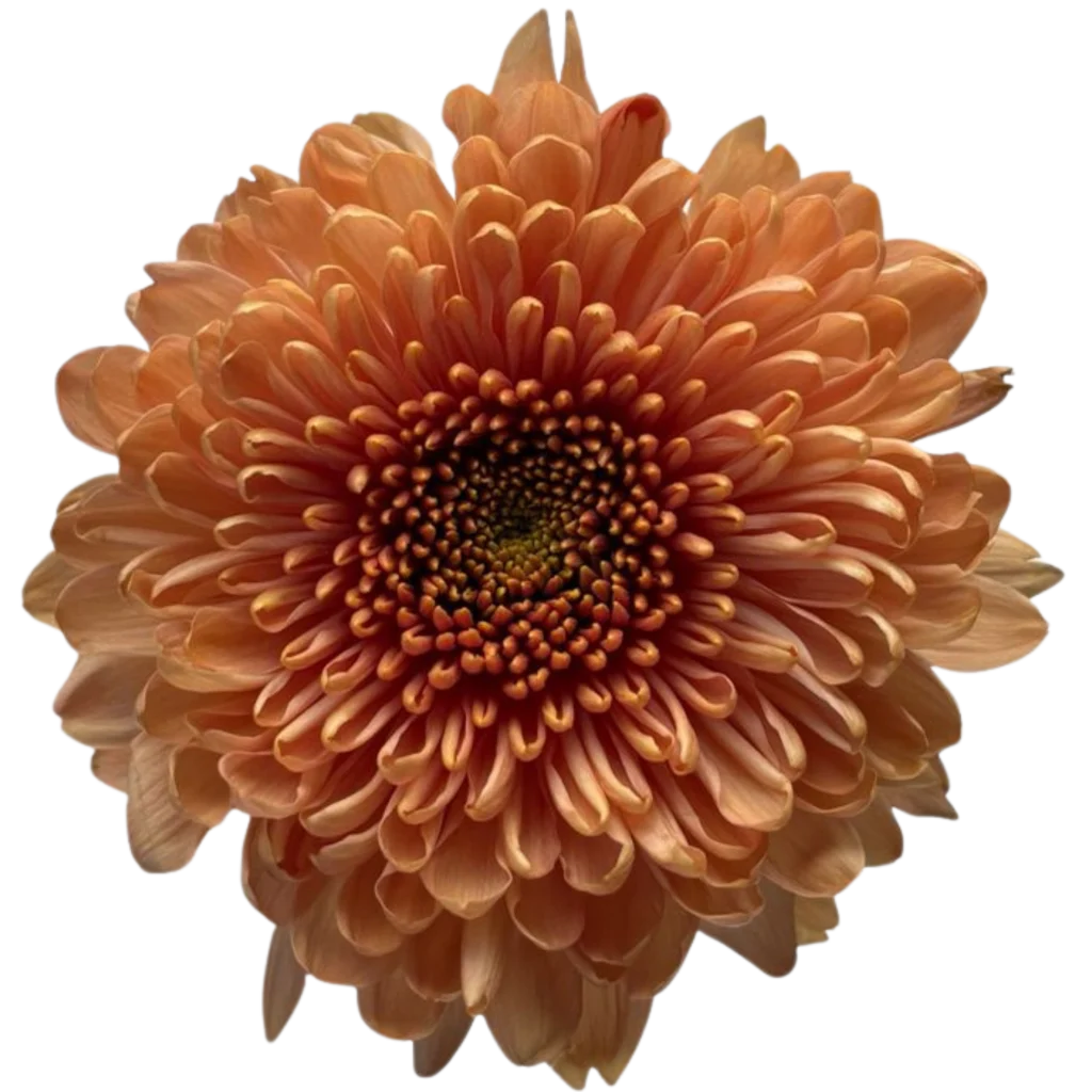 6 chrysanthemum empress orange.webp