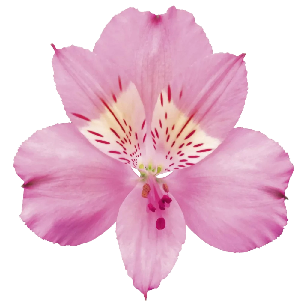 7 alstroemeria supreme stephanie.webp