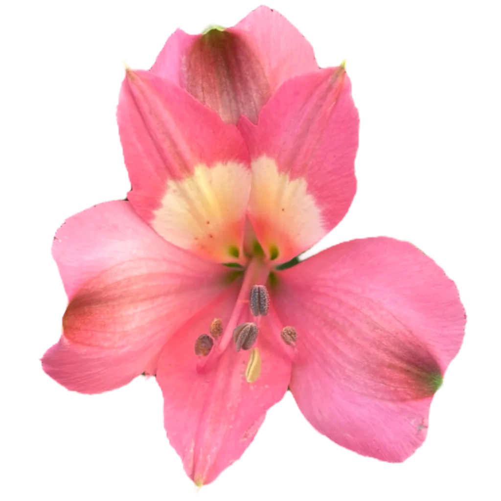 8 alstroemeria supreme serenity.webp