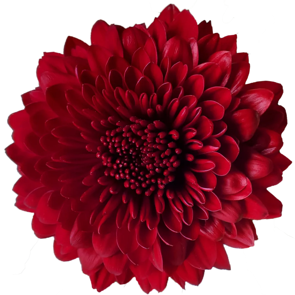 8 chrysanthemum mum ball testarossa.webp