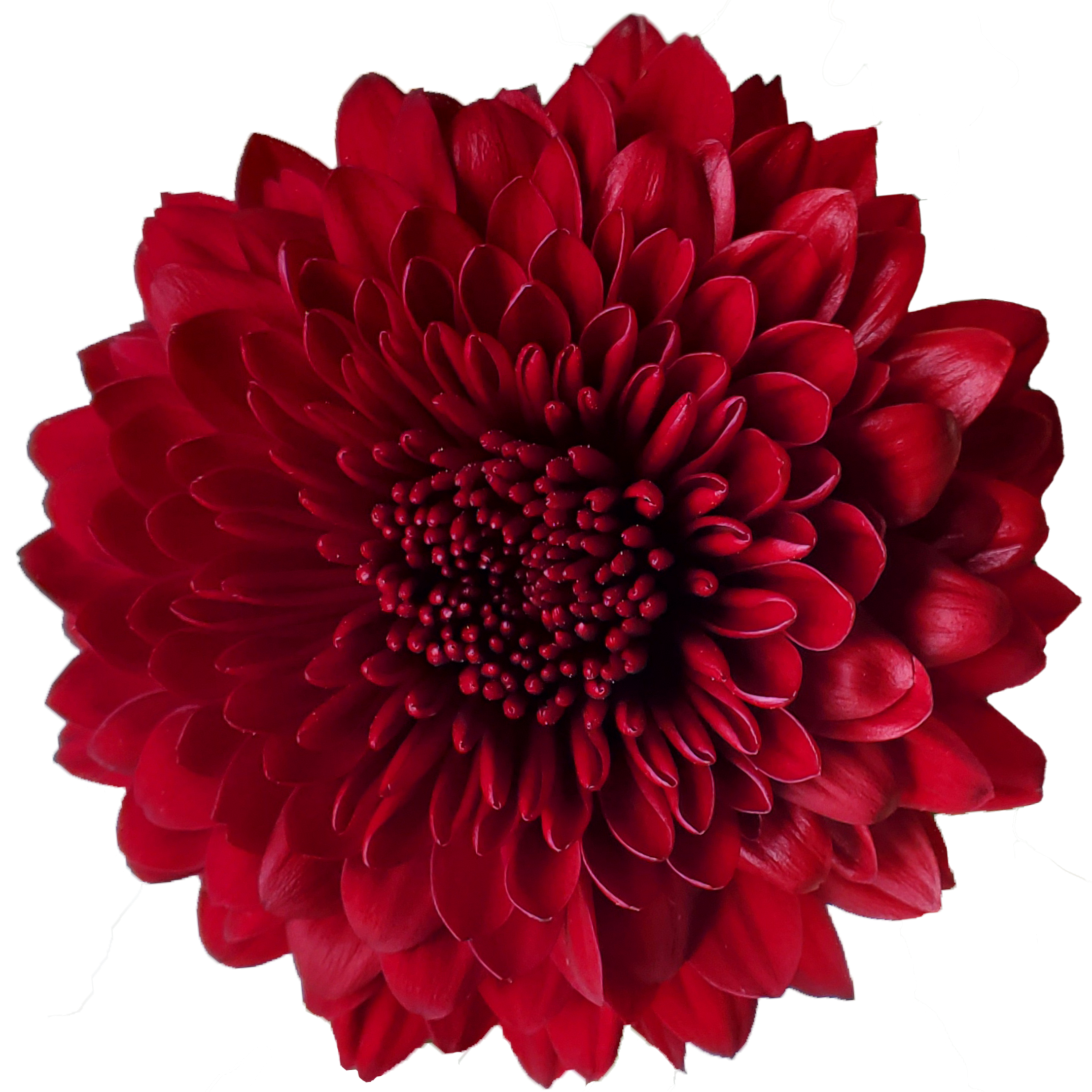 8 chrysanthemum mum ball testarossa.webp