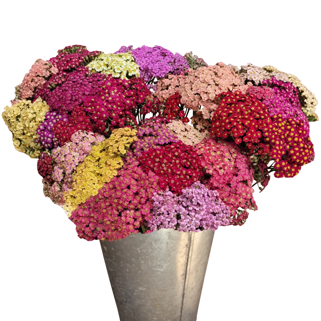 achillea colored pastel.webp