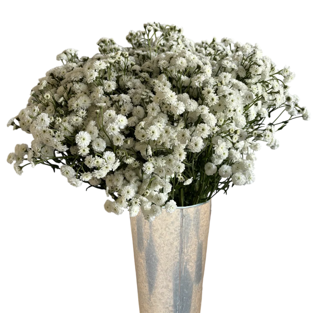 achillea white pearl.webp