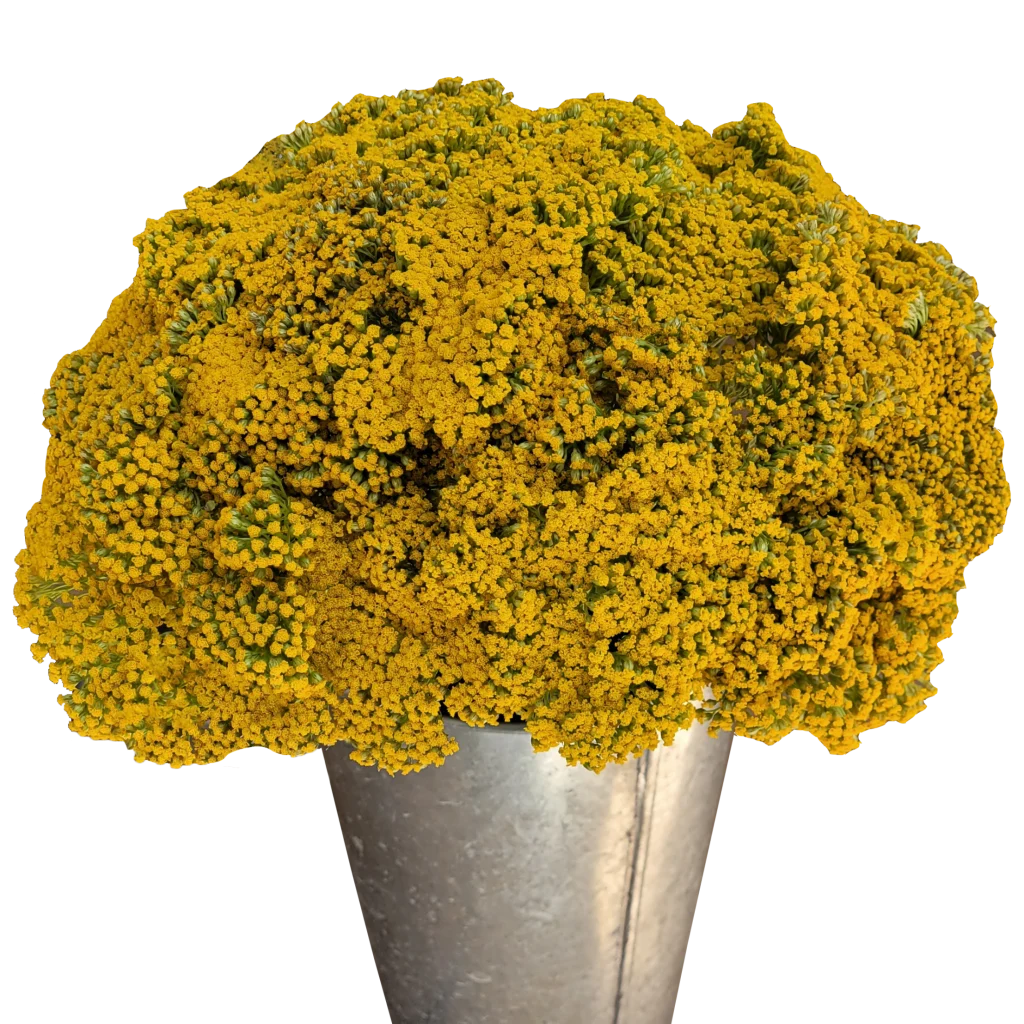 achillea yellow yarrow.webp