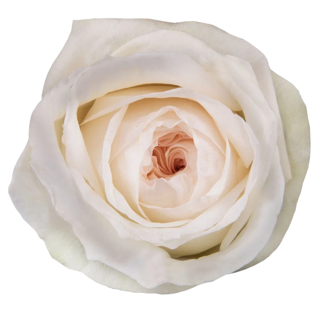 akito rose.webp