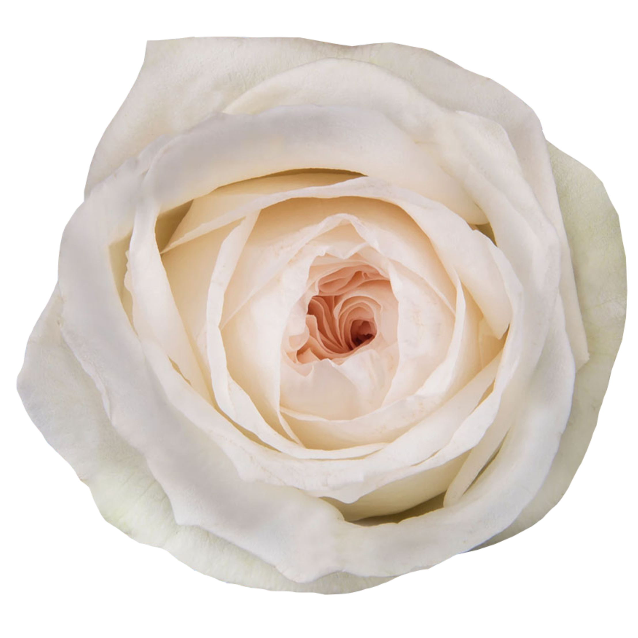akito rose.webp