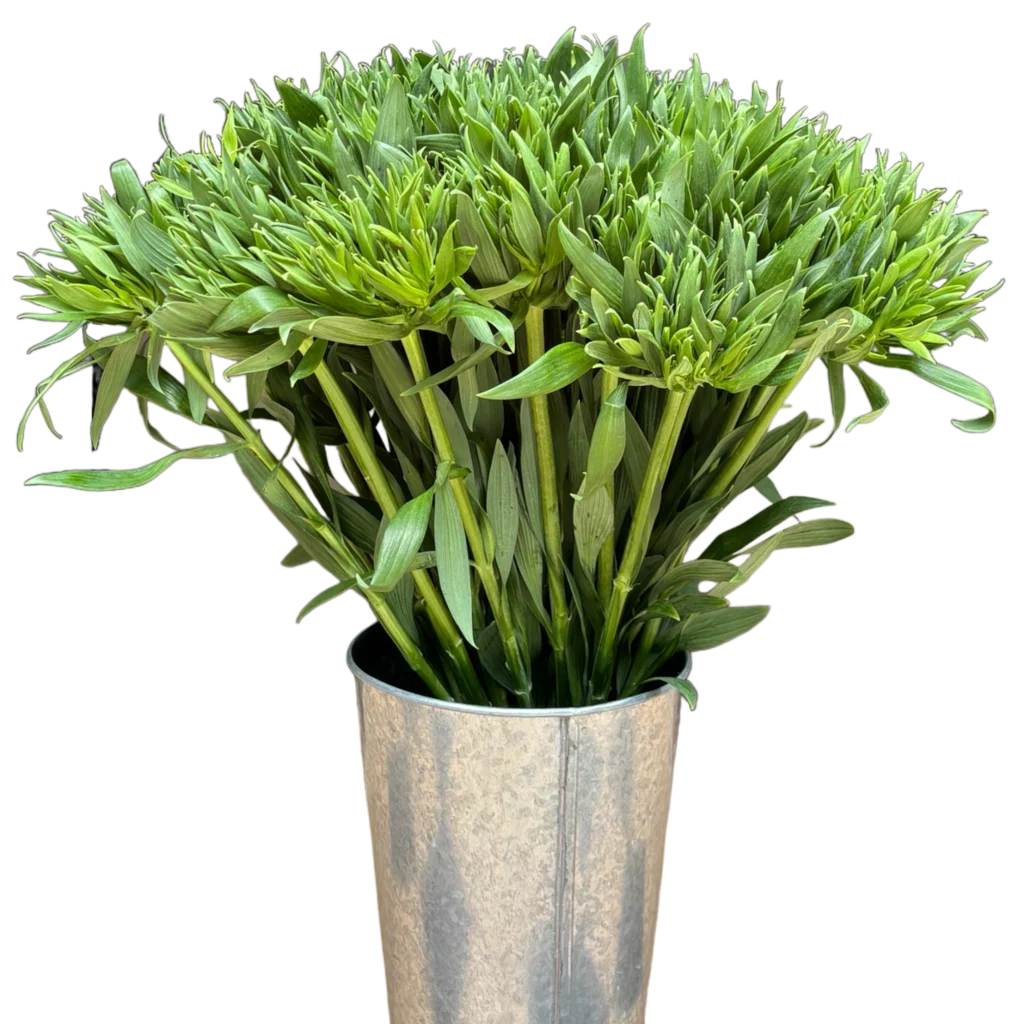 alstroemeria green planet.webp