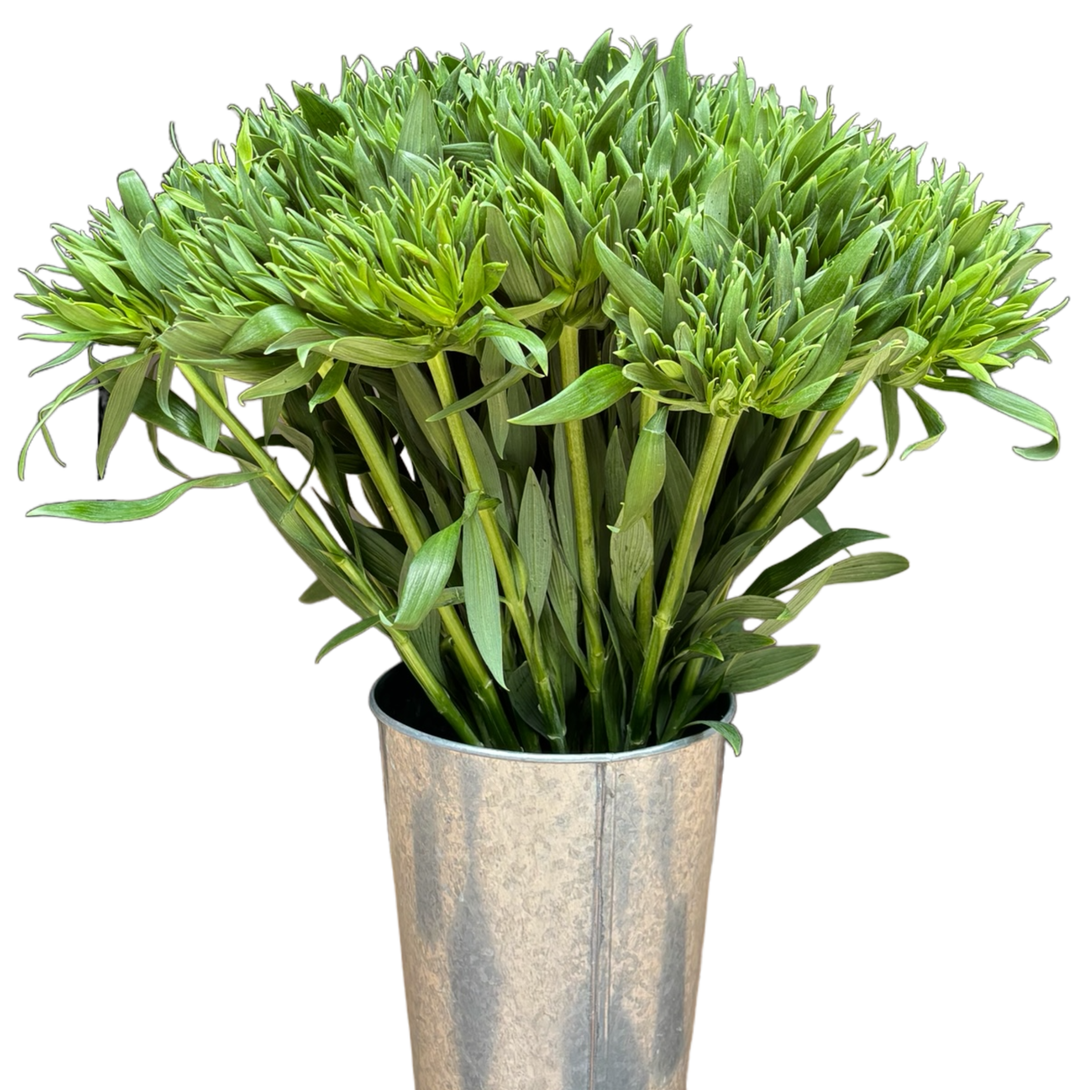 alstroemeria green planet.webp