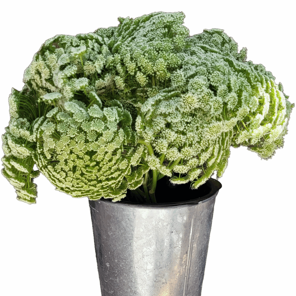 ammi majus queen annes lace