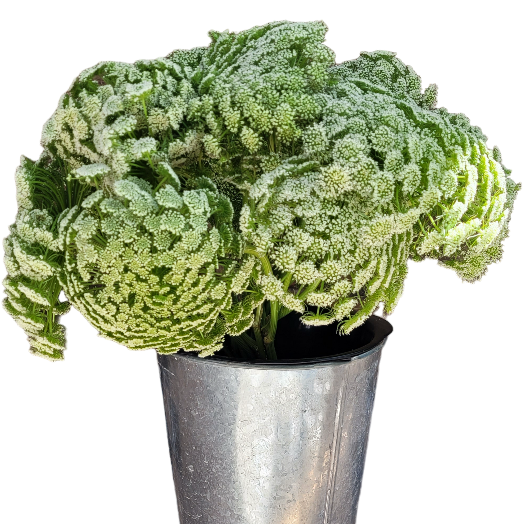 ammi majus queen annes lace