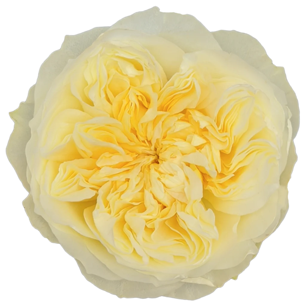 antonia garden rose.webp