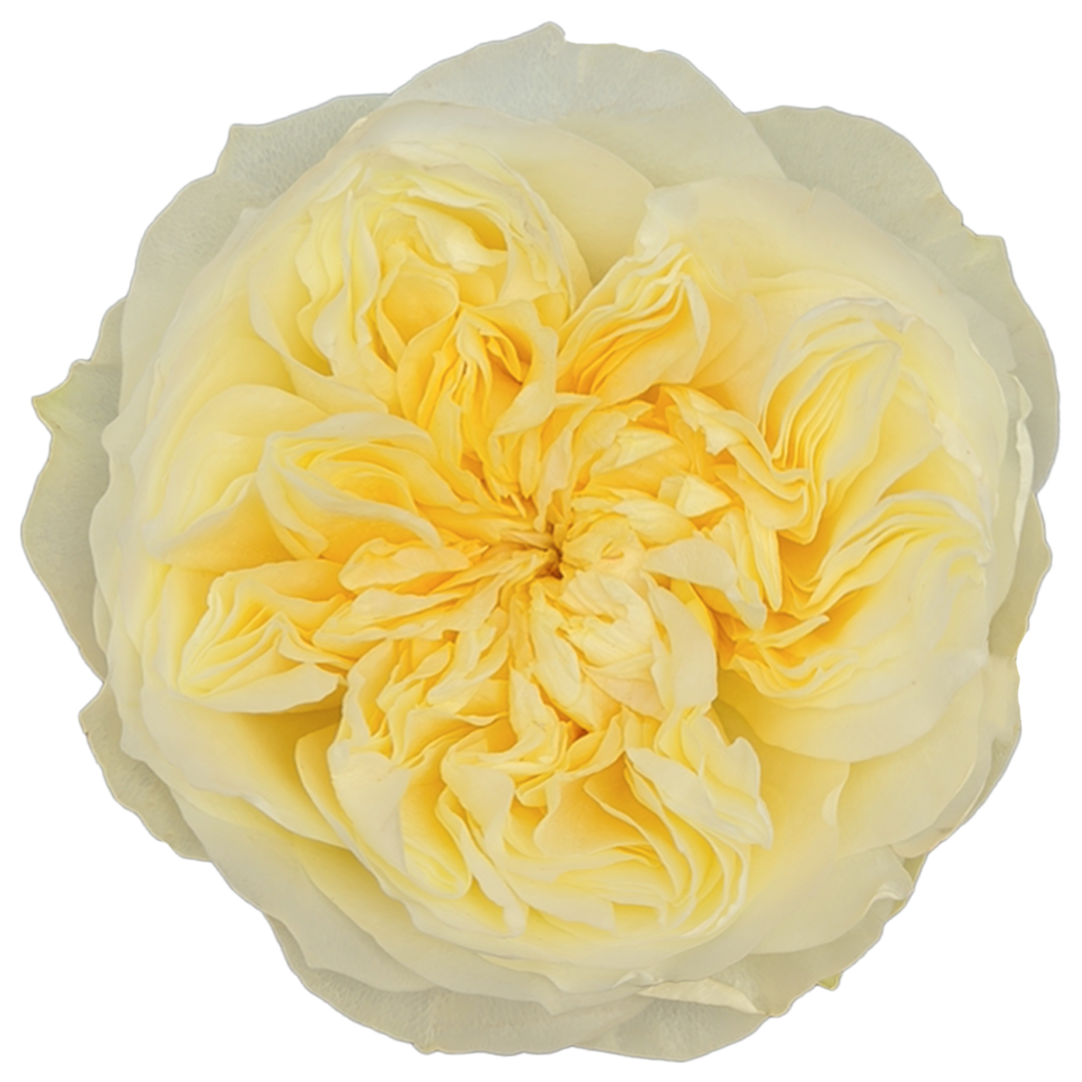 antonia garden rose.webp