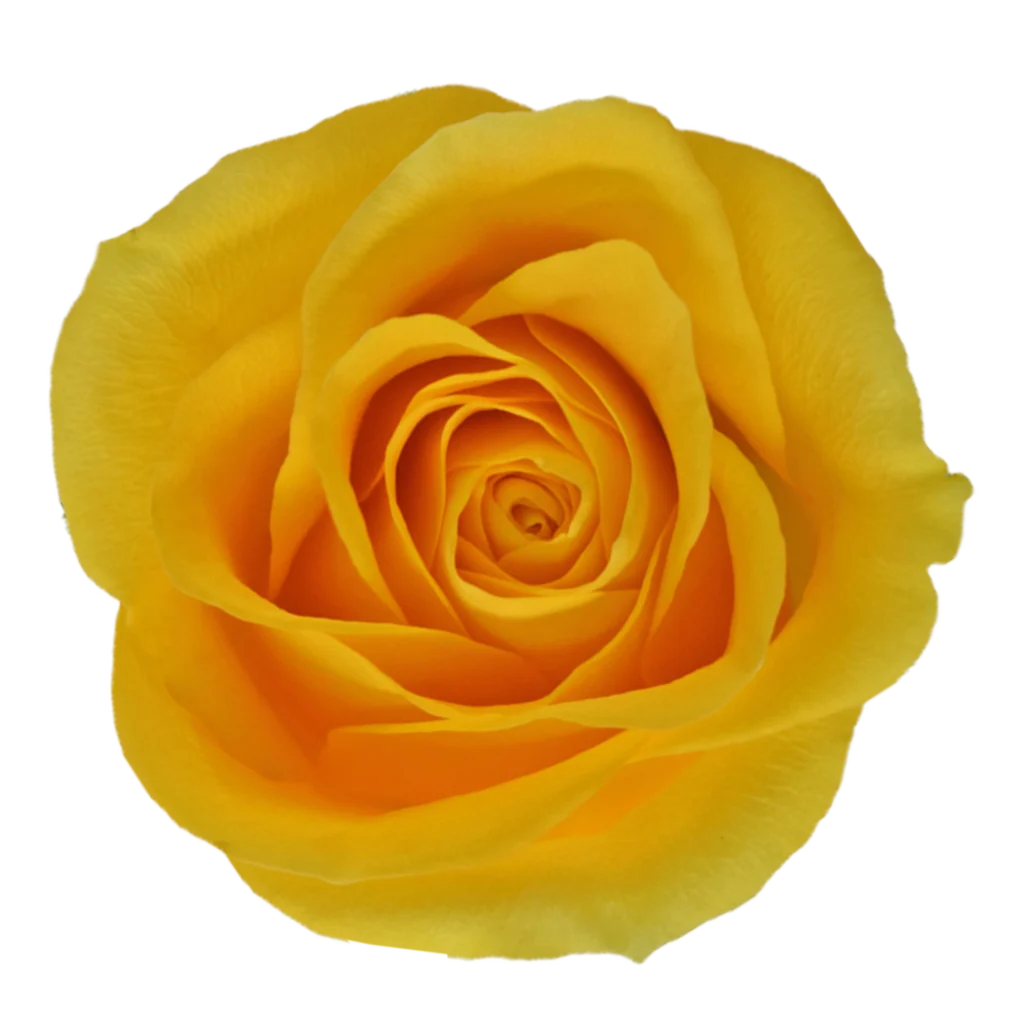 brighton rose.webp