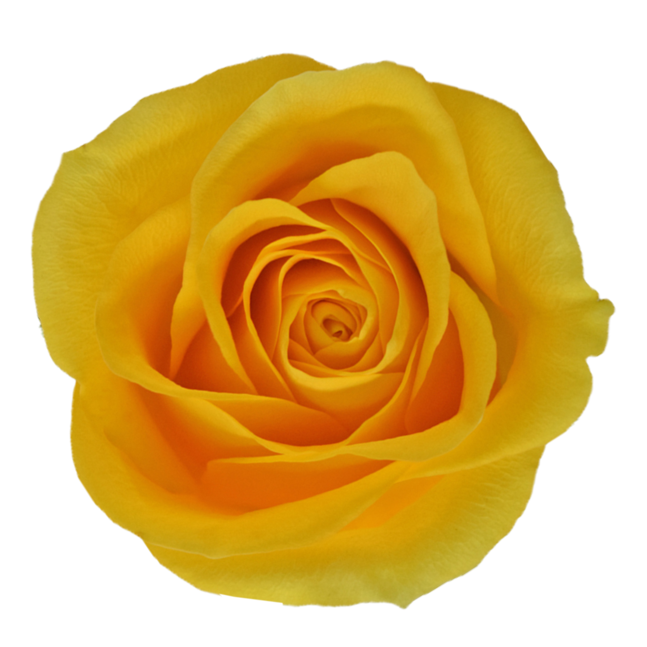 brighton rose.webp