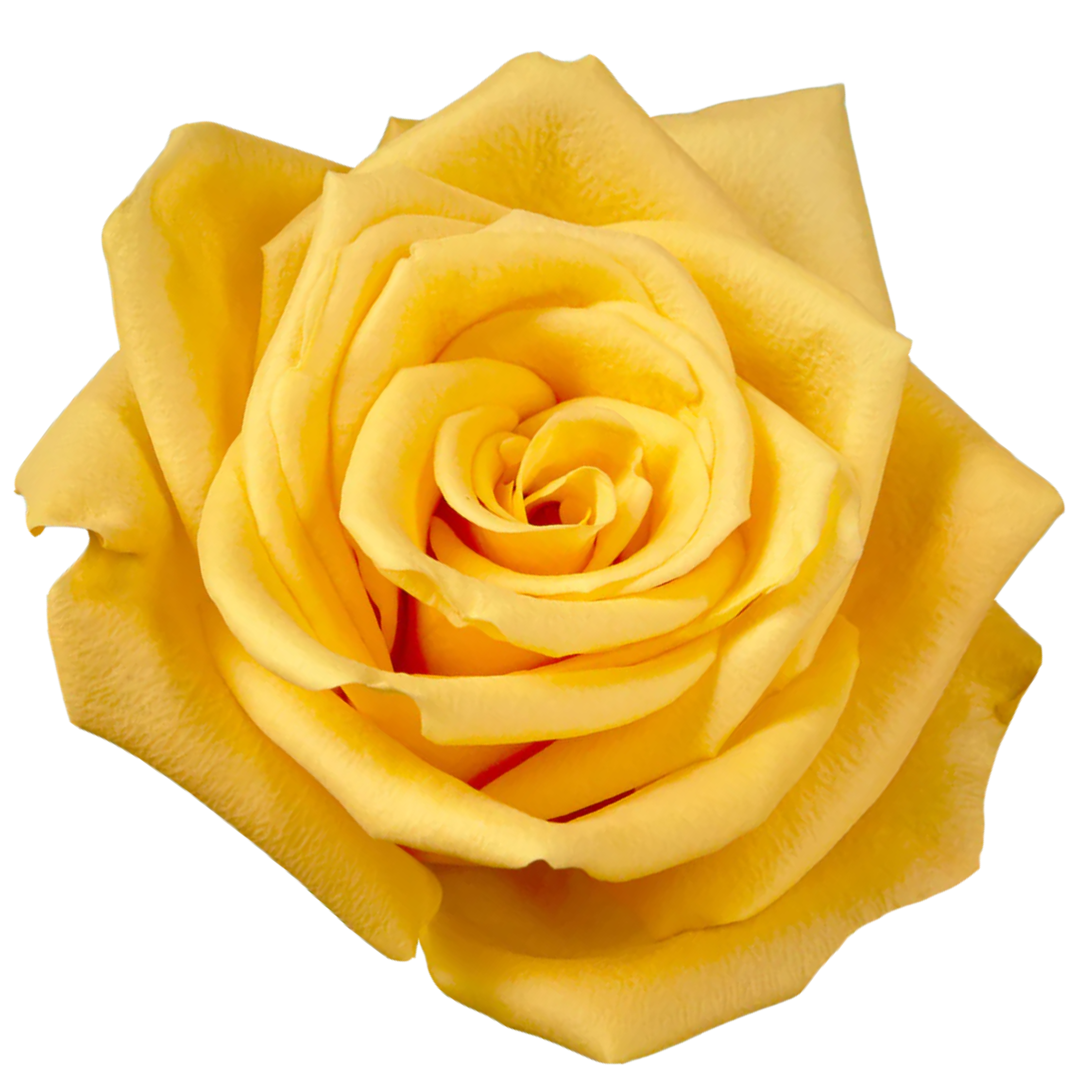 bumblebee rose.webp