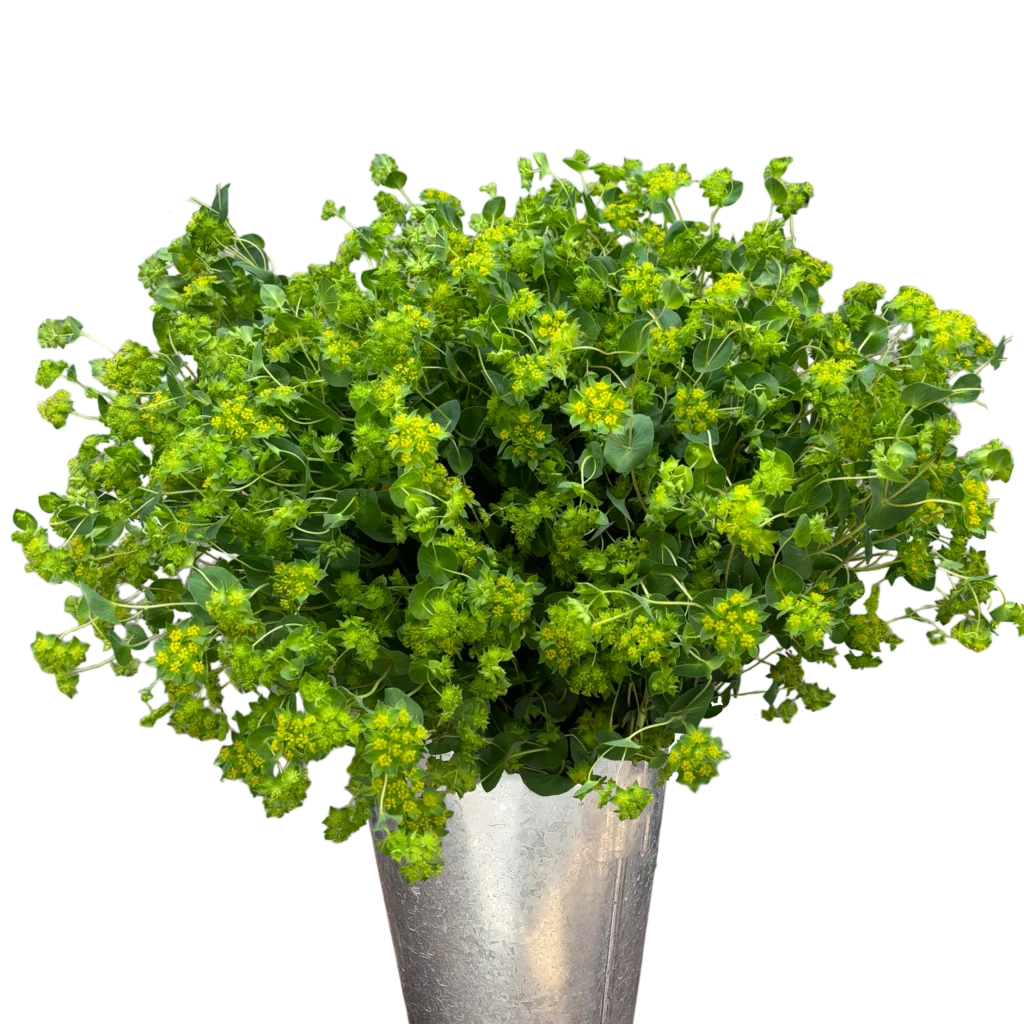 bupleurum