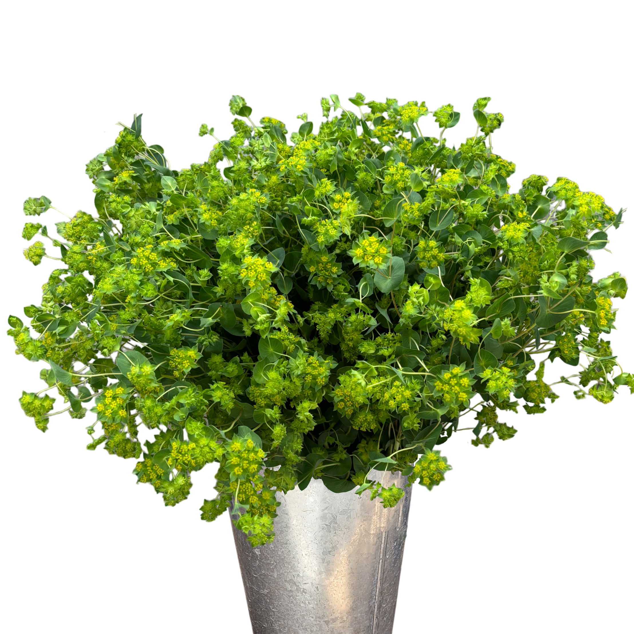 bupleurum