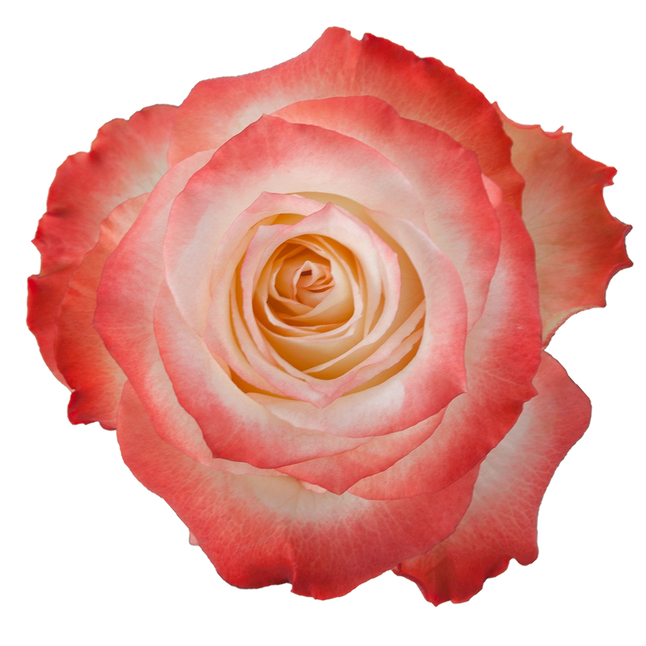 cabaret rose.webp