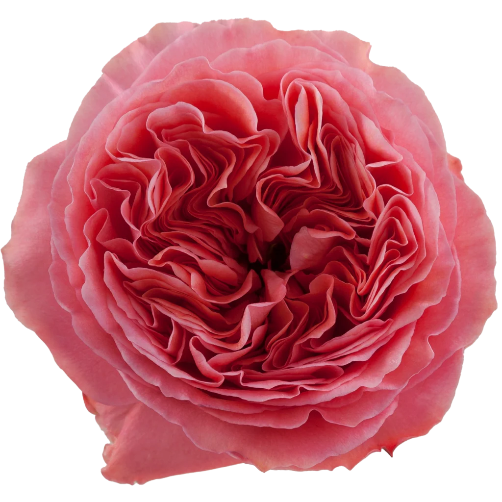 candy xpression.webp