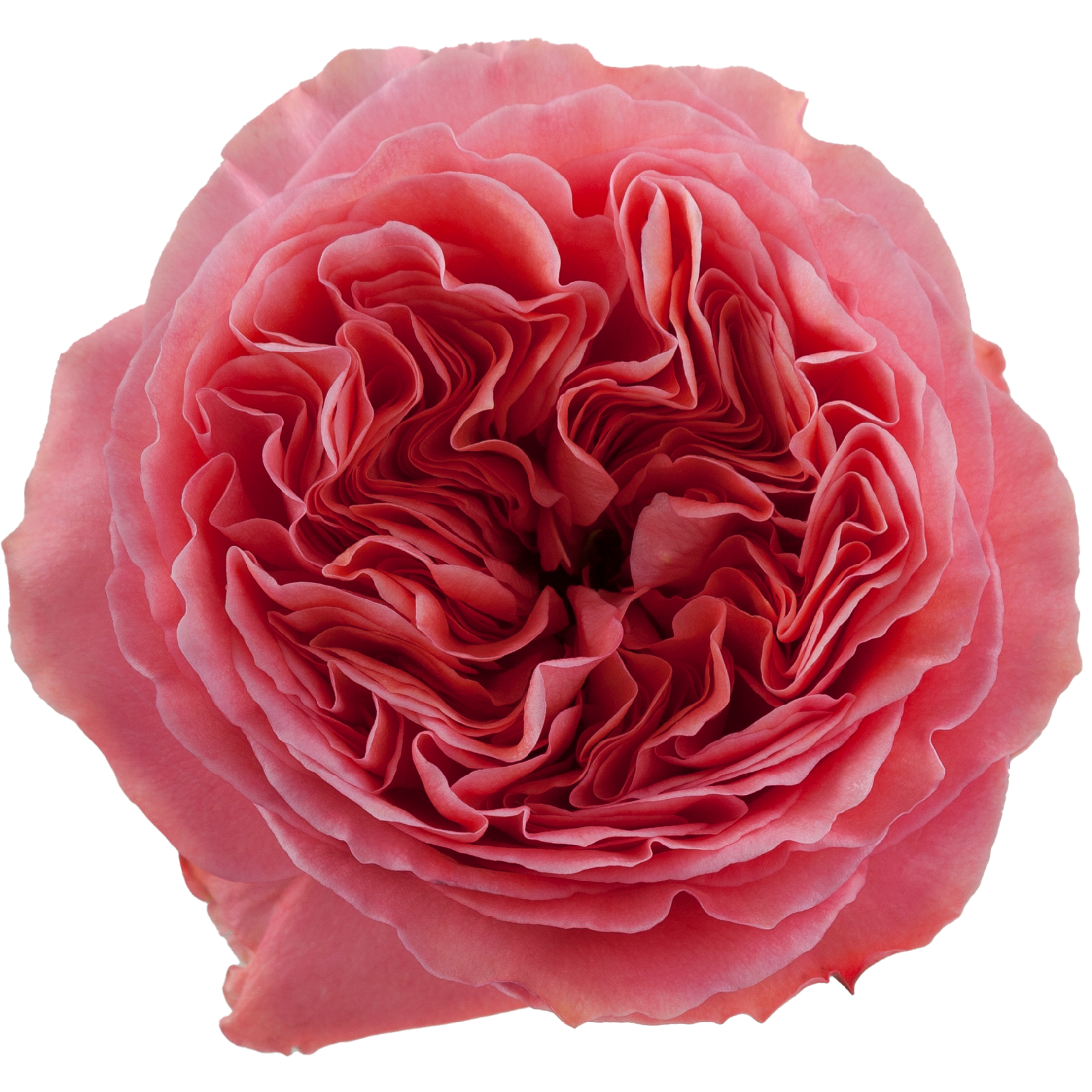 candy xpression.webp