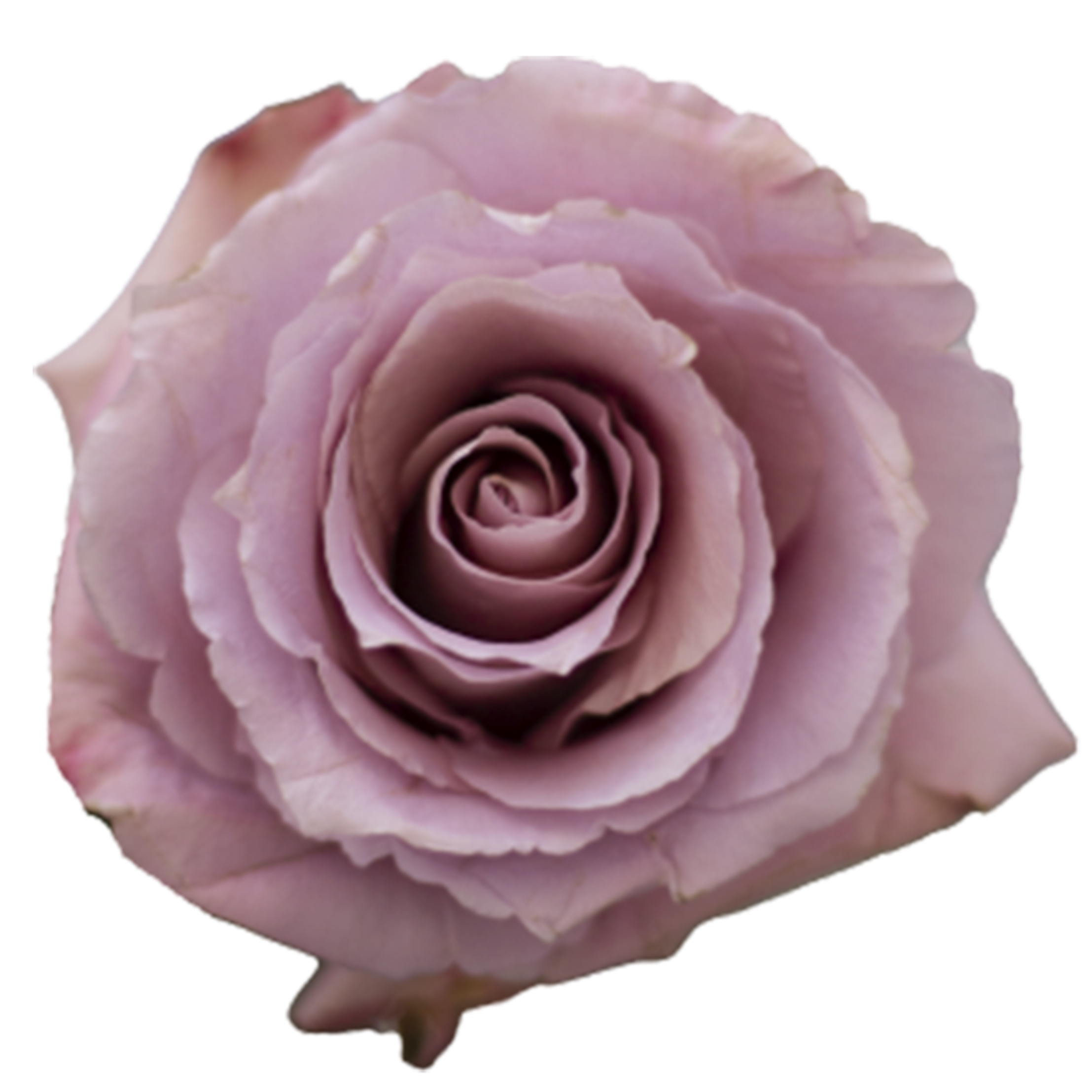 cool down rose.webp