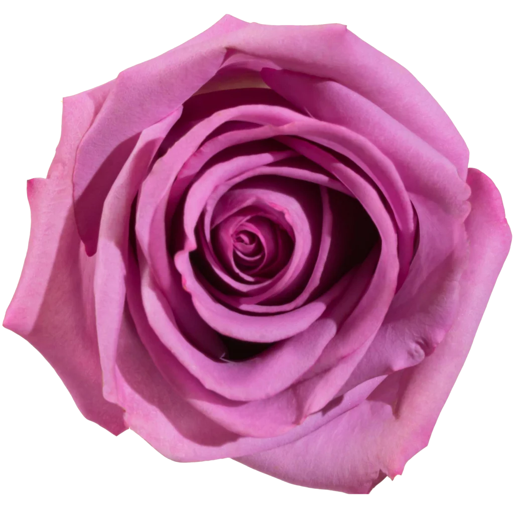 cool water rose.webp