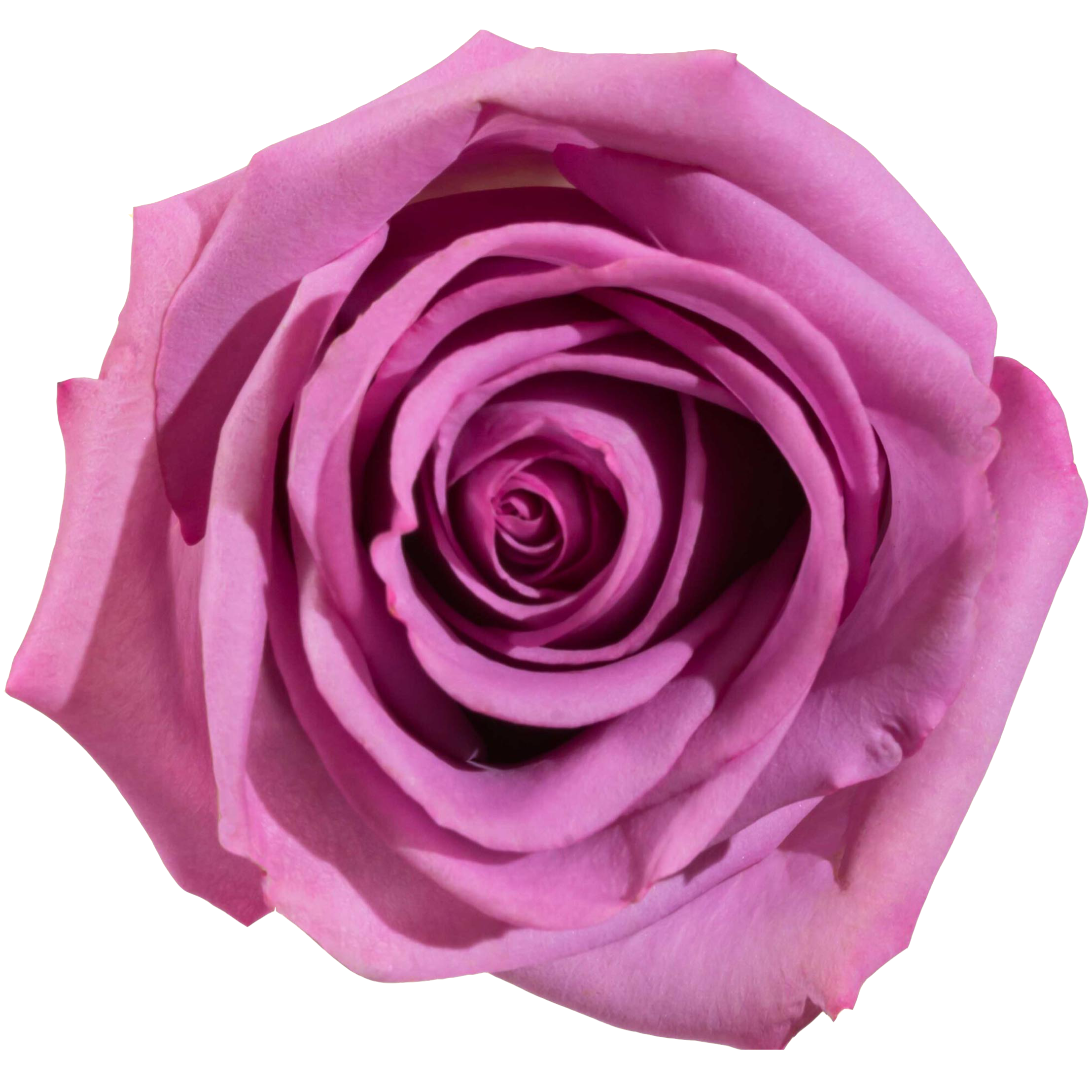 cool water rose.webp
