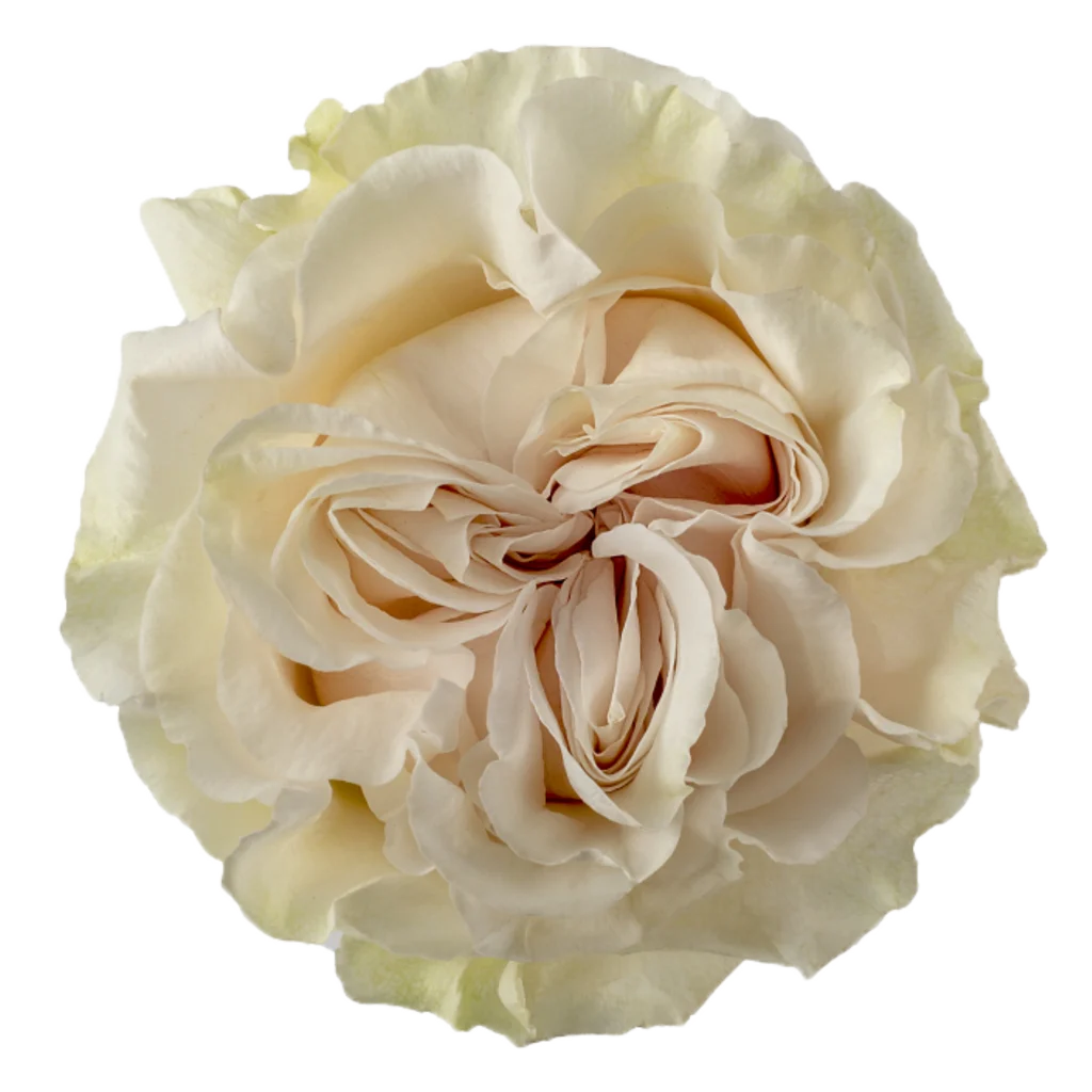cotton xpression rose.webp