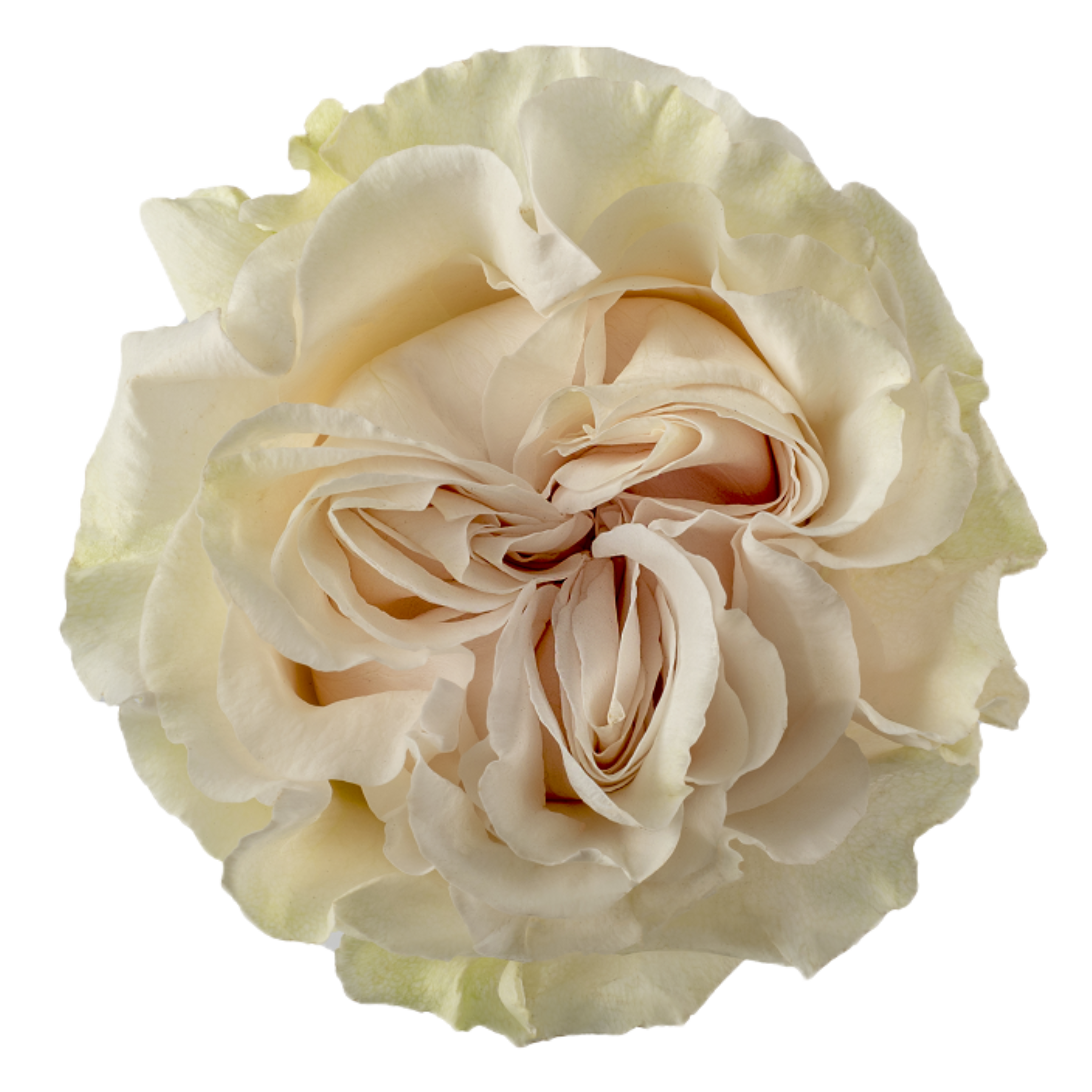 cotton xpression rose.webp