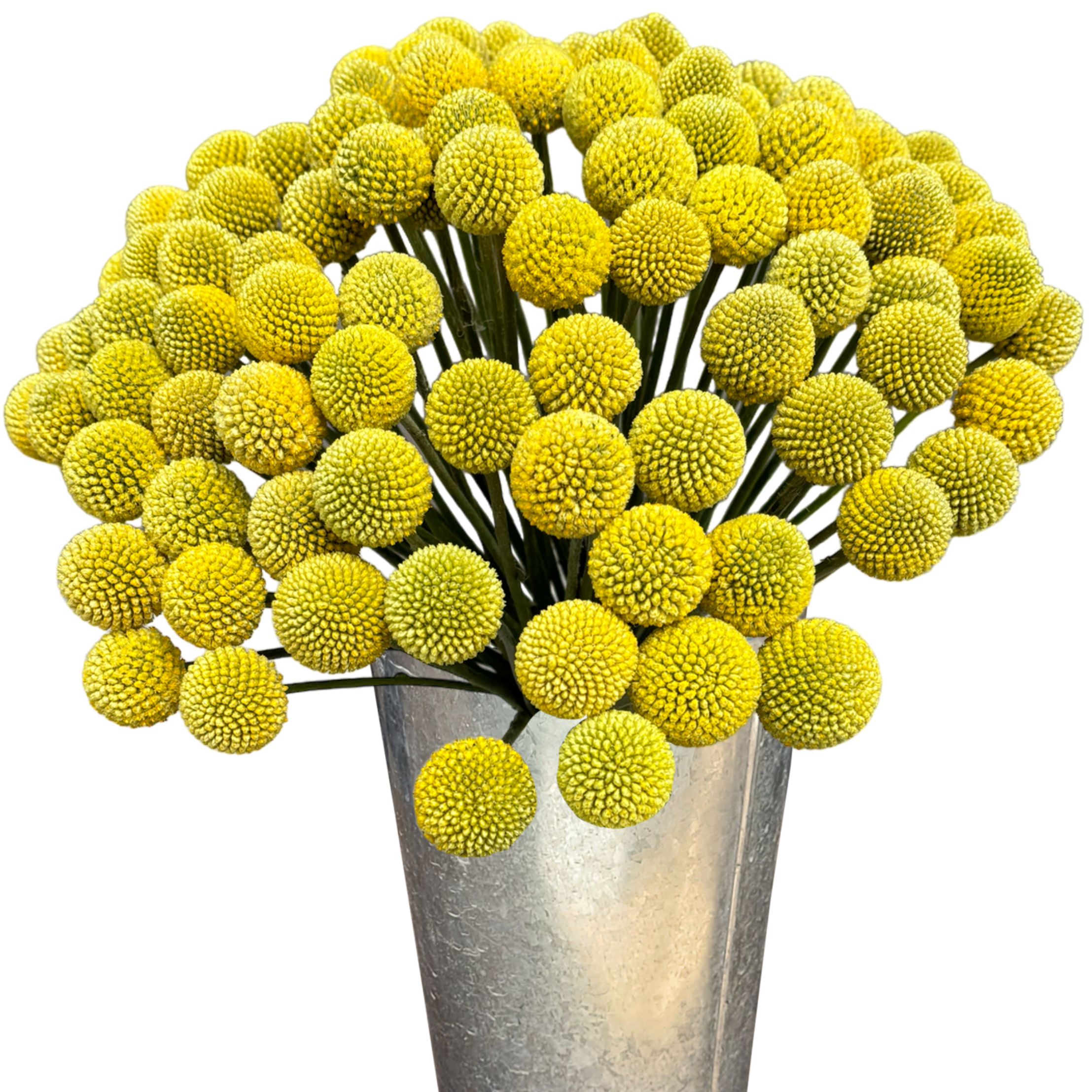 craspedia supreme.webp