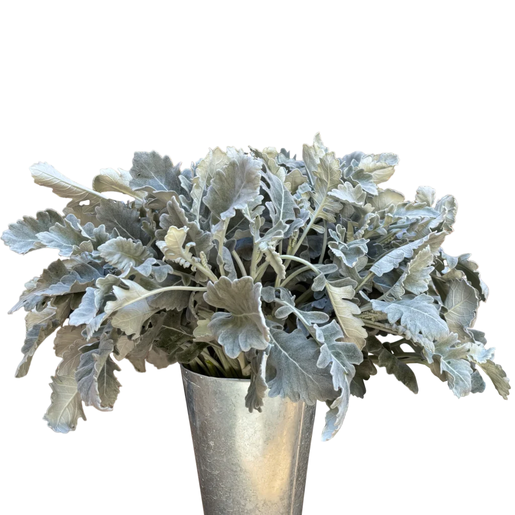 dusty miller