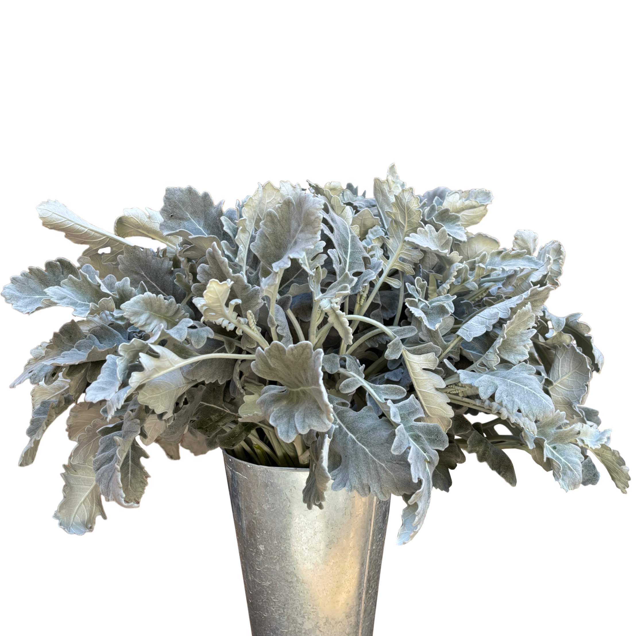 dusty miller