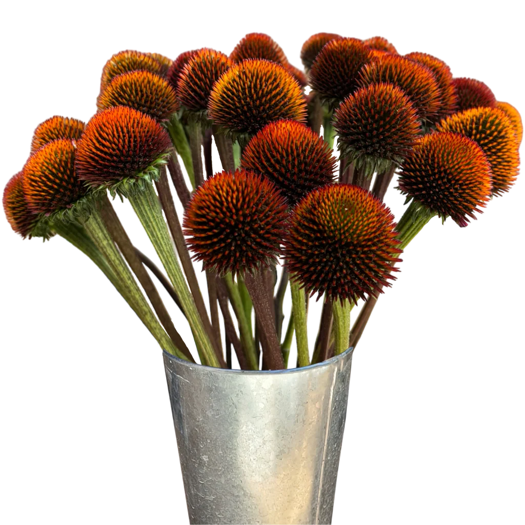 echinacea pods.webp