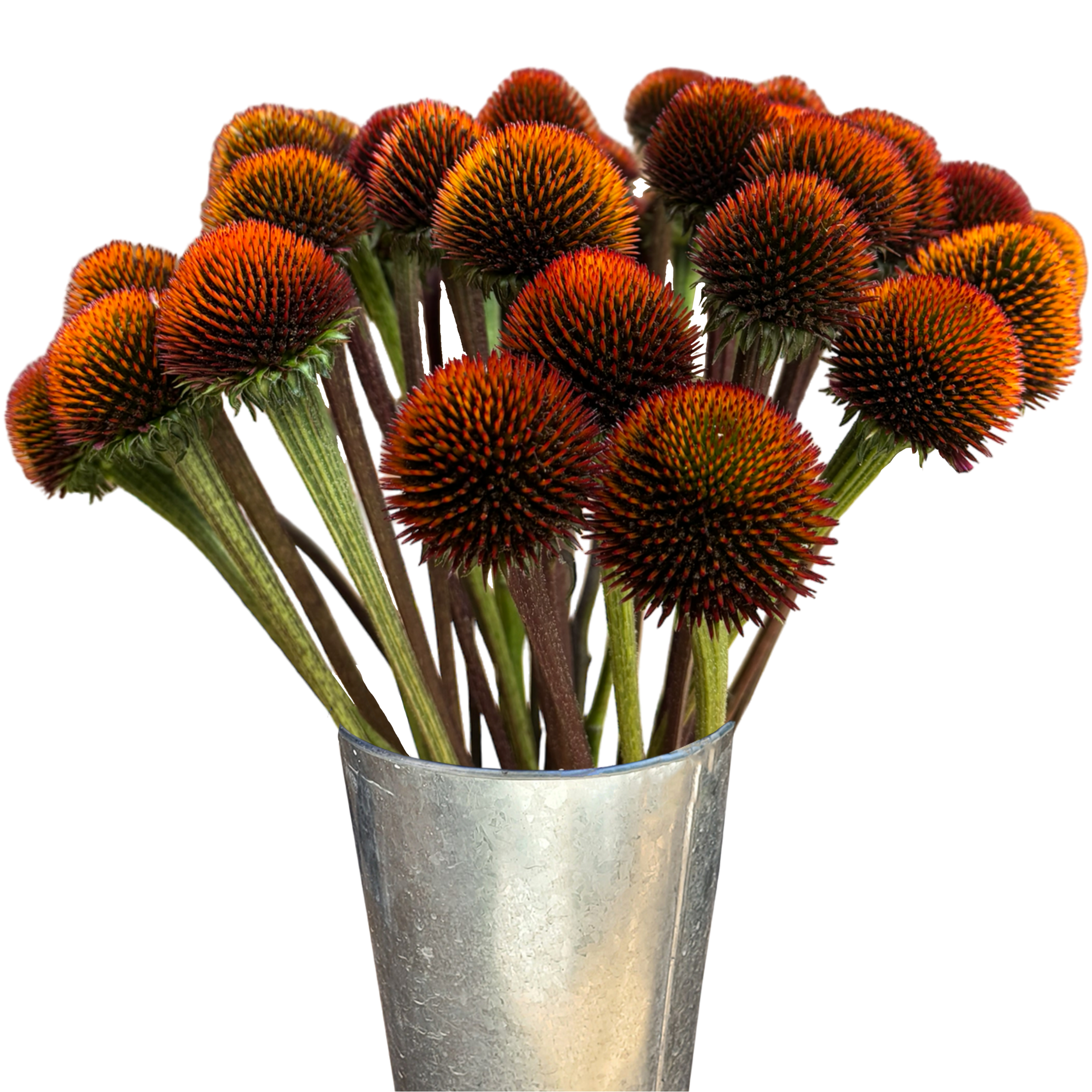 echinacea pods.webp