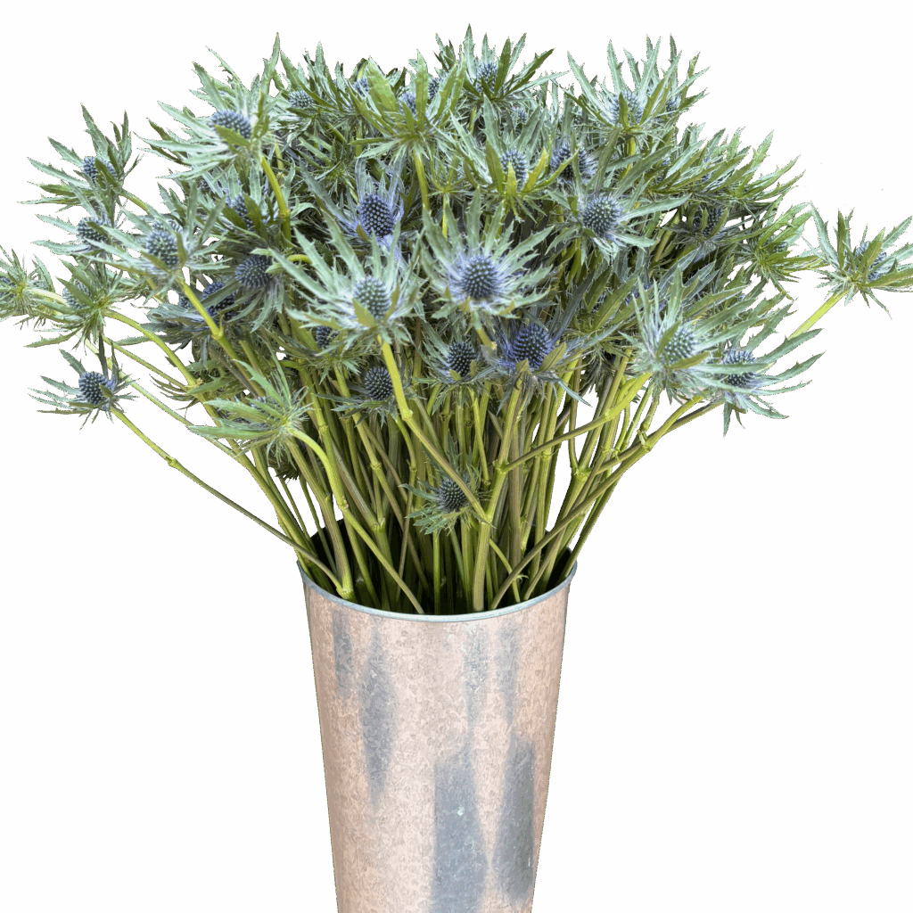 eryngium azure