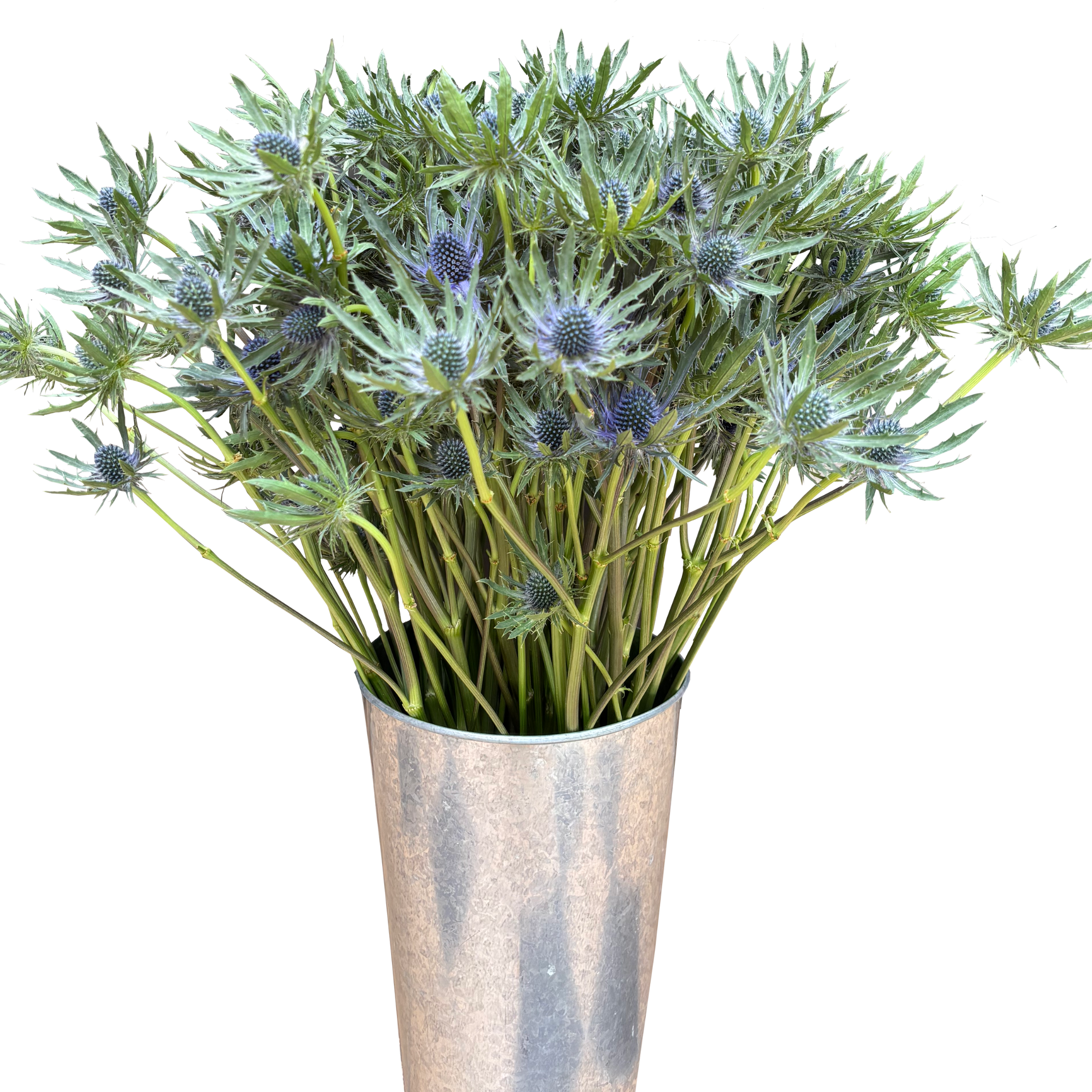 eryngium azure