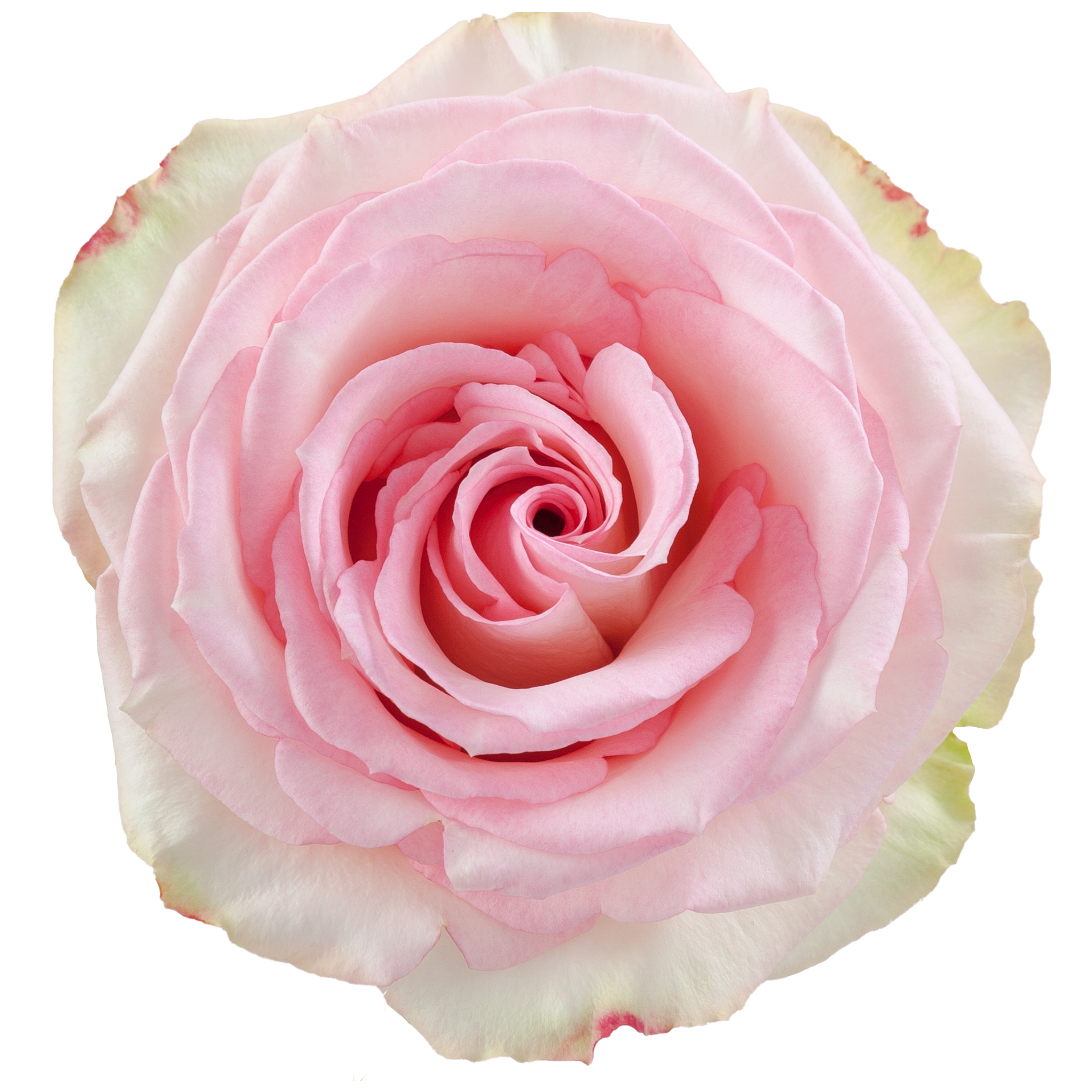 esperance rose.webp