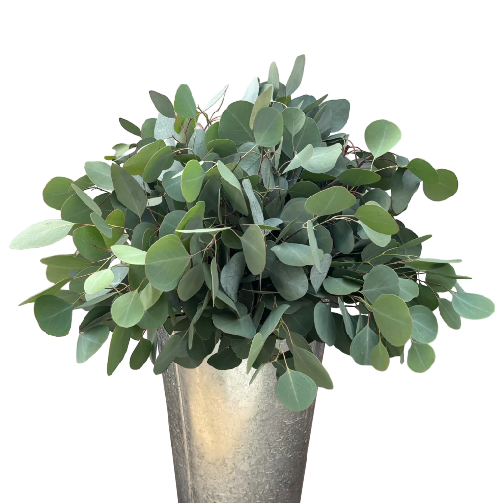 eucalyptus silver dollar