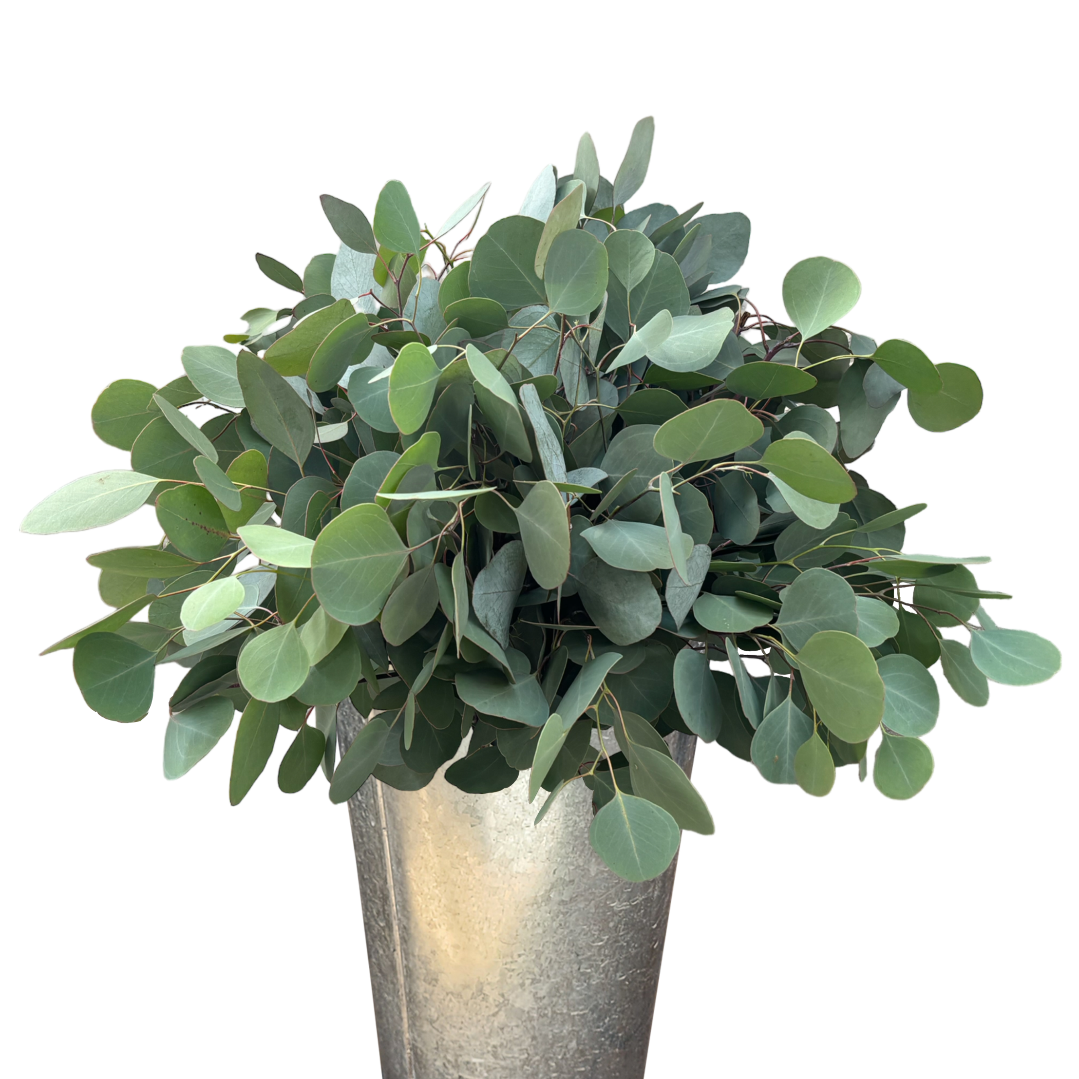 eucalyptus silver dollar